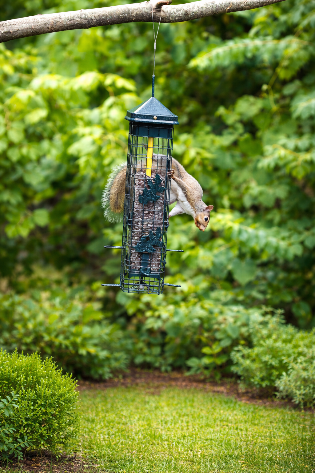 Three Squirrel-Proof Bird Feeders That Actually Solve the Problem