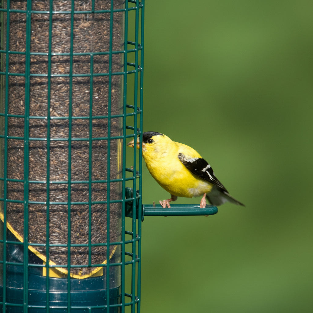 Yellow bird perched on a green bird feeder against a blurred green background