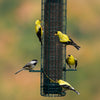 Birds perched on a bird feeder with a blurred natural background