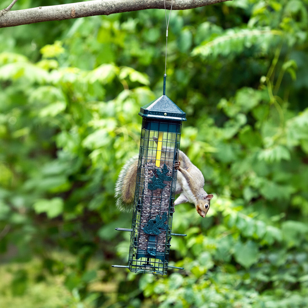 Squirrel interacting with a bird feeder hanging from a tree branch.