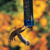Squirrel reaching for a bird feeder against a blurred autumn background